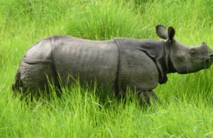 चितवनमा सात महिनामा चौध गैँडा मरे