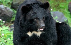 जंगली भालुको आक्रमणबाट श्रीमान श्रीमती घाइते