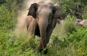 मकवानपुरमा हात्तीको आक्रमणबाट वृद्धाको मृत्यु