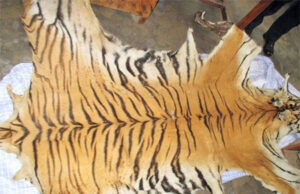 कैलालीमा बाघको छालासहित दुईजना पक्राउ