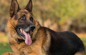 घरपालुवा कुकुरमा देखियो ‘पार्वो भाइरस’