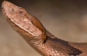 सिन्धुलीमा सर्पको टोकाइबाट दाजुभाईको मृत्यु