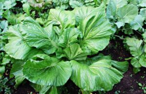 आजकाे तरकारी र फलफूल मूल्य, रायाेकाे साग ४७ रूपैयाँ