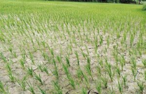 कञ्चनपुरमा परेन पानी, सुरु भएन रोपाइँ