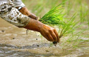 बैतडीमा ९० प्रतिशत रोपाइँ सम्पन्न