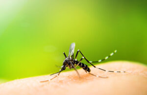 मोरङमा ८६५ जना डेङ्गु सङ्क्रमित