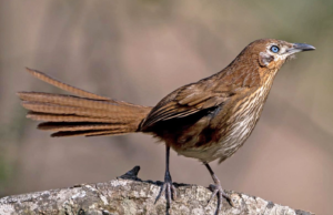 सहश्राब्दी पदमार्गलाई पर्यटकीय गन्तव्य बनाइने