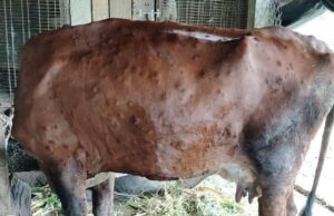 जुम्लामा पनि देखियो लम्पी स्किन रोग