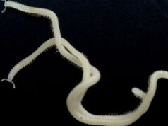 अमेरिकामा भेटियो ४८६ खुट्टा भएको अदभुत जीव