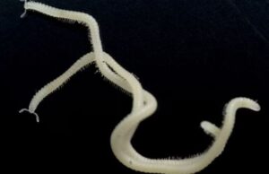 अमेरिकामा भेटियो ४८६ खुट्टा भएको अदभुत जीव