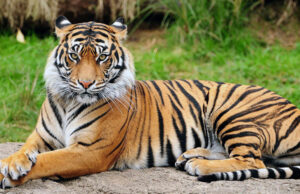 बाघको आक्रमणबाट महिला घाइते