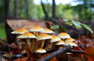 विषालु च्याउ खाँदा ६ जना बिरामी