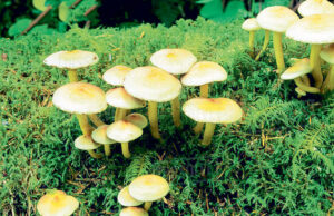 जंगली च्याउ खाँदा आमाछोरीको मृत्यु