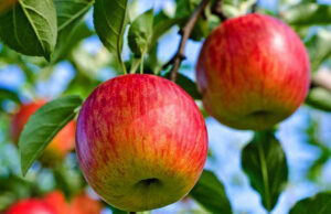 स्याउखेतीमा भविष्य खोज्दै बागलुङका किसान