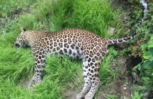 राम्जादेउरालीमा चितुवा मृत फेला