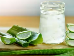 एलोभेराको जुस डेंगुबाट बचाउन प्रभावकारी