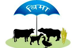 पशु बीमामा आकर्षित हुँदै कृषक