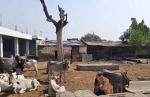 गौशालाको स्तरोन्नति गर्न महायज्ञ लगाइँदै