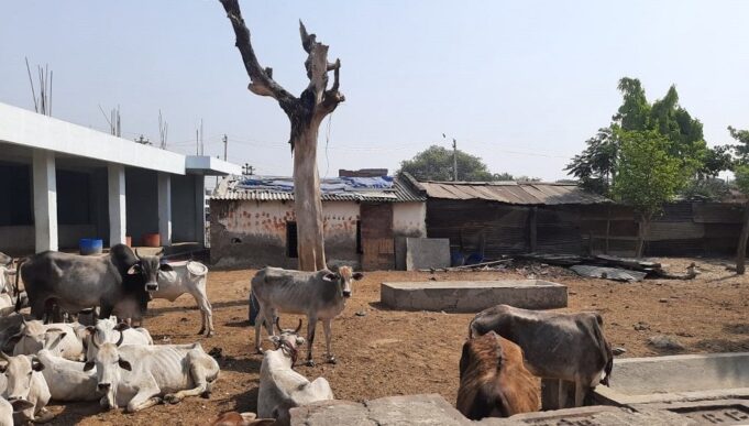 gaushala-tikapur