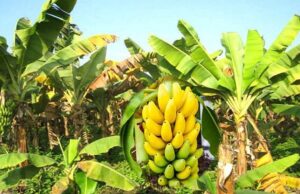 दुई महिनामा १० करोड बराबरको केरा आयात