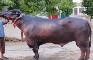 आज दिउँसो १५ वटा मुर्रा राँगा रुपैडिया नाका आइपुग्ने