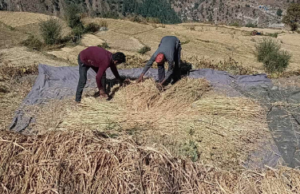 चितवनमा धान उत्पादन १० प्रतिशत कमी