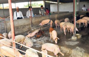 बंगुरलाई फालेको खाना नखुवाउन आग्रह
