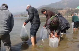 सिमसार दिवसका अवसरमा फेवातालमा माछाको भुरा छोडियोv