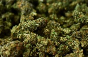 Around 163 kg of ganja was recovered from Sunsari