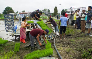 खुमलटारमा मेसिनद्वारा धान रापाइँ