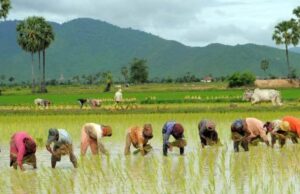 आज असार १५ राष्ट्रिय धान दिवस मनाइँदै