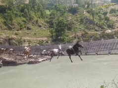 कर्णाली पुलमा फसेका १४ खच्चडमध्ये दुईवटा मरे
