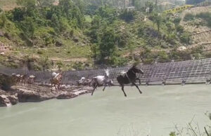 कर्णाली पुलमा फसेका १४ खच्चडमध्ये दुईवटा मरे