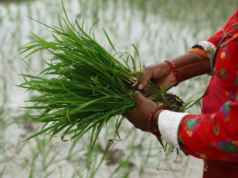 सुदूरपश्चिममा ८६ प्रतिशत रोपाइँ सम्पन्न
