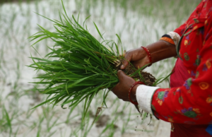 सुदूरपश्चिममा ८६ प्रतिशत रोपाइँ सम्पन्न