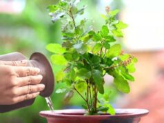 आज हरिशयनी एकादशी, तुलसीको बिरुवा सारिँदै