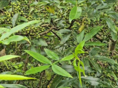 टिम्मुर खेती : न बाँदरले खाने डर, न बिग्रिएला भन्ने पिर