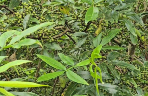 टिम्मुर खेती : न बाँदरले खाने डर, न बिग्रिएला भन्ने पिर