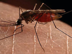 डेंगु स्क्रिनिङ्गका लागि १७ हजार किट वितरण