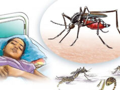 हुम्लाबाहेक सबै जिल्लामा फैलियो डेंगु