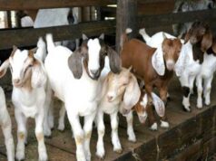 जुम्लामा १६ करोड बढीका खसीबोकाको कारोबार