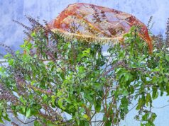 तुलसी र दामोदरको विवाह गरी एकादशी मनाइँदै