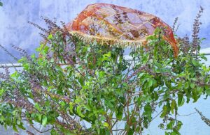 तुलसी र दामोदरको विवाह गरी एकादशी मनाइँदै