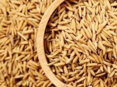 कैलालीमा तीन लाख २४ हजार मेट्रिकटन धान उत्पादन