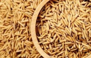 कैलालीमा तीन लाख २४ हजार मेट्रिकटन धान उत्पादन