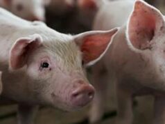 ललितपुरका बङ्गुरमा ‘स्वाइन फिभर’ को सङ्क्रमण बढ्यो