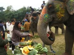 सौराहामा हात्तीलाई वनभोज खुवाइयो