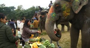 सौराहामा हात्तीलाई वनभोज खुवाइयो