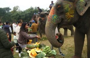 सौराहामा हात्तीलाई वनभोज खुवाइयो