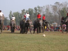 चितवनको सौराहामा आजदेखि हात्ती तथा पर्यटन महोत्सव सुरु हुँदै